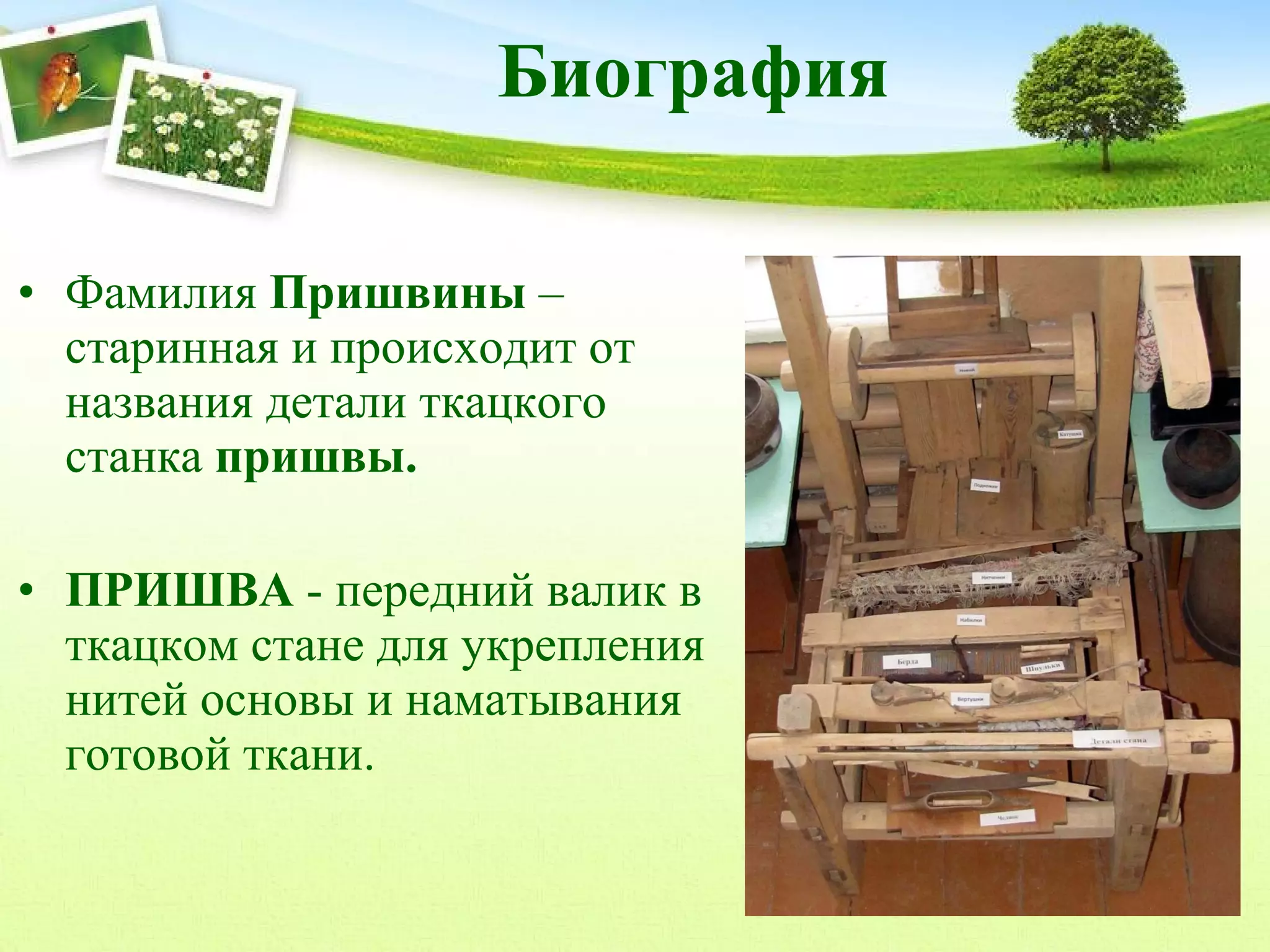 Биография
• Фамилия Пришвины –
старинная и происходит от
названия детали ткацкого
станка пришвы.
• ПРИШВА - передний валик в
ткацком стане для укрепления
нитей основы и наматывания
готовой ткани.

 