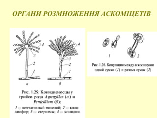 ОРГАНИ РОЗМНОЖЕННЯ АСКОМІЦЕТІВ

 