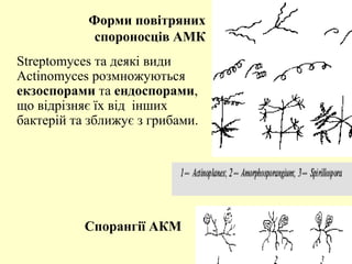 Форми повітряних
спороносців АМК
Streptomyces та деякі види
Actinomyces розмножуються
екзоспорами та ендоспорами,
що відрізняє їх від інших
бактерій та зближує з грибами.

Спорангії АКМ

 