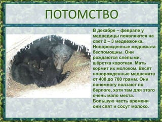 ПОТОМСТВО
В декабре – феврале у
медведицы появляются на
свет 2 – 3 медвежонка.
Новорожденные медвежата
беспомощны. Они
рождаются слепыми,
шѐрстка короткая. Мать
кормит их молоком. Весят
новорожденные медвежата
от 400 до 700 грамм. Они
понемногу ползают по
берлоге, хотя там для этого
очень мало места.
Большую часть времени
они спят и сосут молоко.
10

 