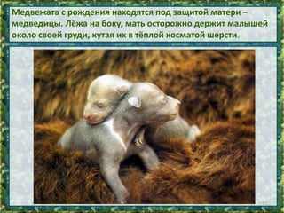 Медвежата с рождения находятся под защитой матери –
медведицы. Лёжа на боку, мать осторожно держит малышей
около своей груди, кутая их в тёплой косматой шерсти.

11

 
