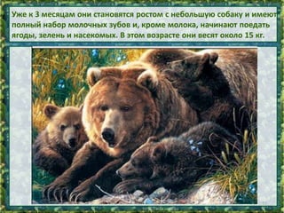 Уже к 3 месяцам они становятся ростом с небольшую собаку и имеют
полный набор молочных зубов и, кроме молока, начинают поедать
ягоды, зелень и насекомых. В этом возрасте они весят около 15 кг.

12

 