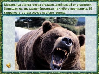 Медведица всегда готова оградить детёнышей от опасности.
Защищая их, она может броситься на любого противника. Её
свирепость в этом случае не знает границ.

13

 