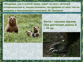 «Медведи, как и всякий зверь, ходят по лесу с великой
осторожностью и, зачуяв человека, так удирают от него, что не
увидишь и мелькнувшего хвостика» М. Пришвин

Когти – грозное оружие.
Они достигают длины 8
– 10 см.

16

 