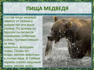 ПИЩА МЕДВЕДЯ
Состав пищи медведя
зависит от сезона и
урожая тех или иных
кормов. По выходе из
берлоги он питается
муравьями, побегами
осины, трупами павших
за зиму
животных, всходами
травы. Позже ест
ягоды, мелких животных
и птичьи яйца. В Сибири
кормом служат кедровые
орехи, речная рыба.

5

 