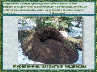 «Муравейник – находка для медведя особенно приятная. Весь
разроет, раскидает, лапы полижет и кладёт на муравьище. Насекомые
суетятся, на медвежьи лапы лезут. Он их слижет и за новой порцией
тянется…»
С. Покровский

Муравейник, разрытый медведем.

6

 