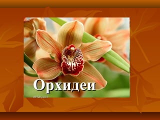 Орхидеи
ОРХИДЕИ

 