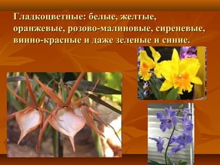 Гладкоцветные: белые, желтые,
оранжевые, розово-малиновые, сиреневые,
винно-красные и даже зеленые и синие.

 