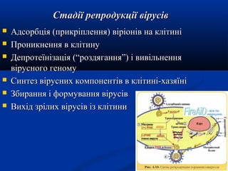 Стадії репродукції вірусів








Адсорбція (прикріплення) віріонів на клітині
Проникнення в клітину
Депротеїнізація (“роздягання”) і вивільнення
вірусного геному
Синтез вірусних компонентів в клітині-хазяїні
Збирання і формування вірусів
Вихід зрілих вірусів із клітини

 