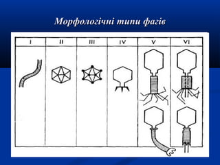 Морфологічні типи фагів

 