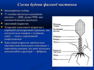 Схема будови фагової частинки








ікосаедрична голівка
У головці міститься нуклеїнова
кислота — ДНК, рідше РНК, яка
оточена білковим капсидом.
хвостовий відросток
Усередині хвостового відростка є
порожній циліндричний стрижень, що
сполучається отвором з голівкою,
зовні — чохол, спроможний
скорочуватися.
Хвостовий відросток закінчується
шестикутною базальною пластиною з
короткими шипами, від яких відходять
ниткоподібні структури — фібрили.

 