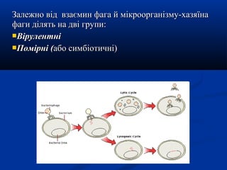Залежно від взаємин фага й мікроорганізму-хазяїна
фаги ділять на дві групи:
Вірулентні
Помірні (або симбіотичні)

 