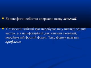 

Явище фагоносійства одержало назву лізогенії.



У лізогеній клітині фаг перебуває не у вигляді зрілих
часток, а в неінфекційній для клітини схованій,
неруйнуємій формій формі. Таку форму назвали
профагом.

 