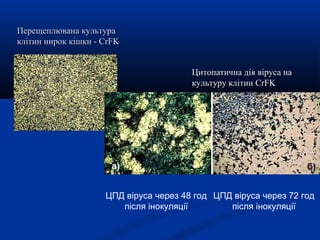 Перещеплювана культура
клітин нирок кішки - СrFK
Цитопатична дія віруса на
культуру клітин СrFK

ЦПД віруса через 48 год ЦПД віруса через 72 год
після інокуляції
після інокуляції

 