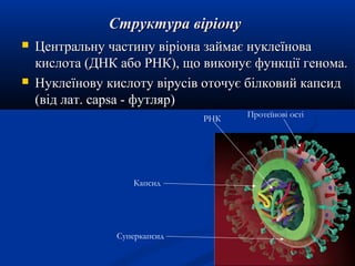 Структура віріону




Центральну частину віріона займає нуклеїнова
кислота (ДНК або РНК), що виконує функції генома.
Нуклеїнову кислоту вірусів оточує білковий капсид
(від лат. сарsа - футляр)
РНК

Капсид

Суперкапсид

Протеїнові ості

 