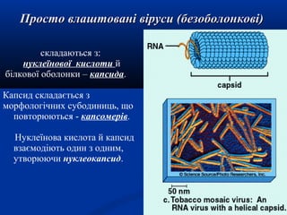 Просто влаштовані віруси (безоболонкові)
складаються з:
нуклеїнової кислоти й
білкової оболонки – капсида.
Капсид складається з
морфологічних субодиниць, що
повторюються - капсомерів.
Нуклеїнова кислота й капсид
взаємодіють один з одним,
утворюючи нуклеокапсид.

 