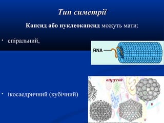 Тип симетрії
Капсид або нуклеокапсид можуть мати:
•

спіральний,

•

ікосаедричний (кубічний)

 