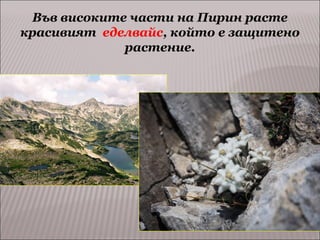 Във високите части на Пирин расте
красивият еделвайс, който е защитено
растение.

 