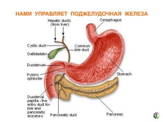 НАМИ УПРАВЛЯЕТ ПОДЖЕЛУДОЧНАЯ ЖЕЛЕЗА

 