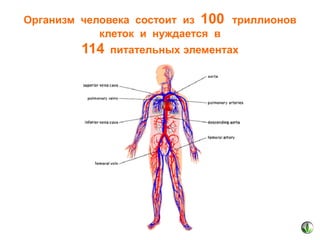Организм человека состоит из 100 триллионов
клеток и нуждается в

114

питательных элементах

 