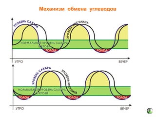 Механизм обмена углеводов

 