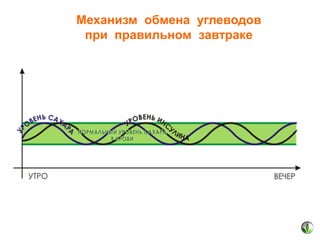 Механизм обмена углеводов
при правильном завтраке

 