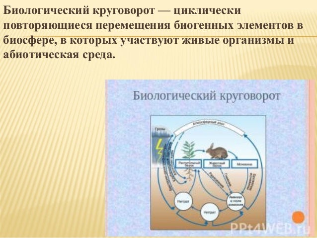 Процессы биогенной миграции атомов уровень. Биогенная миграция атомов. биогенная миграция атомов уровень организации. биогенная миграция атомов уровень организации живой природы. биогенная миграция атомов картинка.