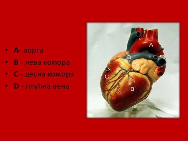 срце урош марковић