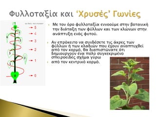 





Με σον όπο υτλλοσαξία εννοούμε ςσην βοσανική
σην διάσαξη σψν υύλλψν και σψν κλώνψν ςσην
ανάπστξη ενόρ υτσού.
Αν εππόκεισο να ςτνδέςεσε σιρ άκπερ σψν
υύλλψν ή σψν κλαδιών ποτ έφοτν αναπστφθεί
από σον κοπμό, θα διαπιςσώνασε όσι
δημιοτπγούν ένα πολύ ςτγκεκπιμένο
ςπειποειδέρ ςφήμα γύπψ
από σον κενσπικό κοπμό.

 