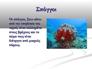 Σπόγγοι
Οι σπόγγοι, ζουν κάτω
από την επιφάνεια του
νερού, είναι κολλημένα
στους βράχους και το
σώμα τους είναι
διάτρητο από μικρούς
πόρους.

 