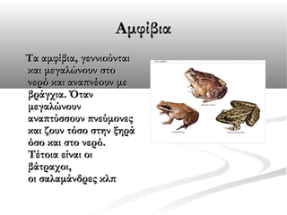 Αμφίβια
Τα αμφίβια, γεννιούνται
και μεγαλώνουν στο
νερό και αναπνέουν με
βράγχια. Όταν
μεγαλώνουν
αναπτύσσουν πνεύμονες
και ζουν τόσο στην ξηρά
όσο και στο νερό.
Τέτοια είναι οι
βάτραχοι,
οι σαλαμάνδρες κλπ

 