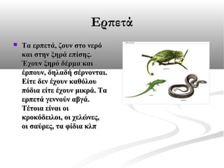 Ερπετά


Τα ερπετά, ζουν στο νερό 
και στην ξηρά επίσης. 
Έχουν ξηρό δέρμα και 
έρπουν, δηλαδή σέρνονται. 
Είτε δεν έχουν καθόλου 
πόδια είτε έχουν μικρά. Τα 
ερπετά γεννούν αβγά. 
Τέτοια είναι οι 
κροκόδειλοι, οι χελώνες, 
οι σαύρες, τα φίδια κλπ

 