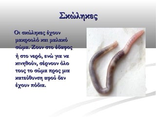 Σκώληκες
Οι σκώληκες έχουν
μακρουλό και μαλακό
σώμα. Ζουν στο έδαφος
ή στο νερό, ενώ για να
κινηθούν, σέρνουν όλο
τους το σώμα προς μια
κατεύθυνση αφού δεν
έχουν πόδια.

 