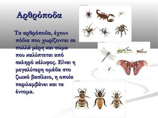 Αρθρόποδα
Τα αρθρόποδα, έχουν
πόδια που χωρίζονται σε
πολλά μέρη και σώμα
που καλύπτεται από
σκληρό κέλυφος. Είναι η
μεγαλύτερη ομάδα στο
ζωικό βασίλειο, η οποία
περιλαμβάνει και τα
έντομα.

 
