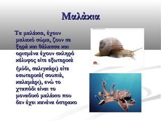 Μαλάκια
Τα μαλάκια, έχουν
μαλακό σώμα, ζουν σε
ξηρά και θάλασσα και
ορισμένα έχουν σκληρό
κέλυφος είτε εξωτερικά
(μύδι, σαλιγκάρι) είτε
εσωτερικά( σουπιά,
καλαμάρι), ενώ το
χταπόδι είναι το
μοναδικό μαλάκιο που
δεν έχει κανένα όστρακο

 