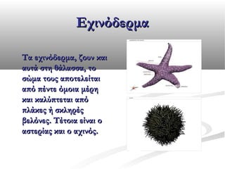 Εχινόδερμα
Τα εχινόδερμα, ζουν και
αυτά στη θάλασσα, το
σώμα τους αποτελείται
από πέντε όμοια μέρη
και καλύπτεται από
πλάκες ή σκληρές
βελόνες. Τέτοια είναι ο
αστερίας και ο αχινός.

 