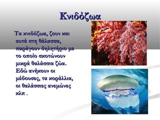 Κνιδόζωα
Τα κνιδόζωα, ζουν και
αυτά στη θάλασσα,
παράγουν δηλητήριο με
το οποίο σκοτώνουν
μικρά θαλάσσια ζώα.
Εδώ ανήκουν οι
μέδουσες, τα κοράλλια,
οι θαλάσσιες ανεμώνες
κλπ .

 