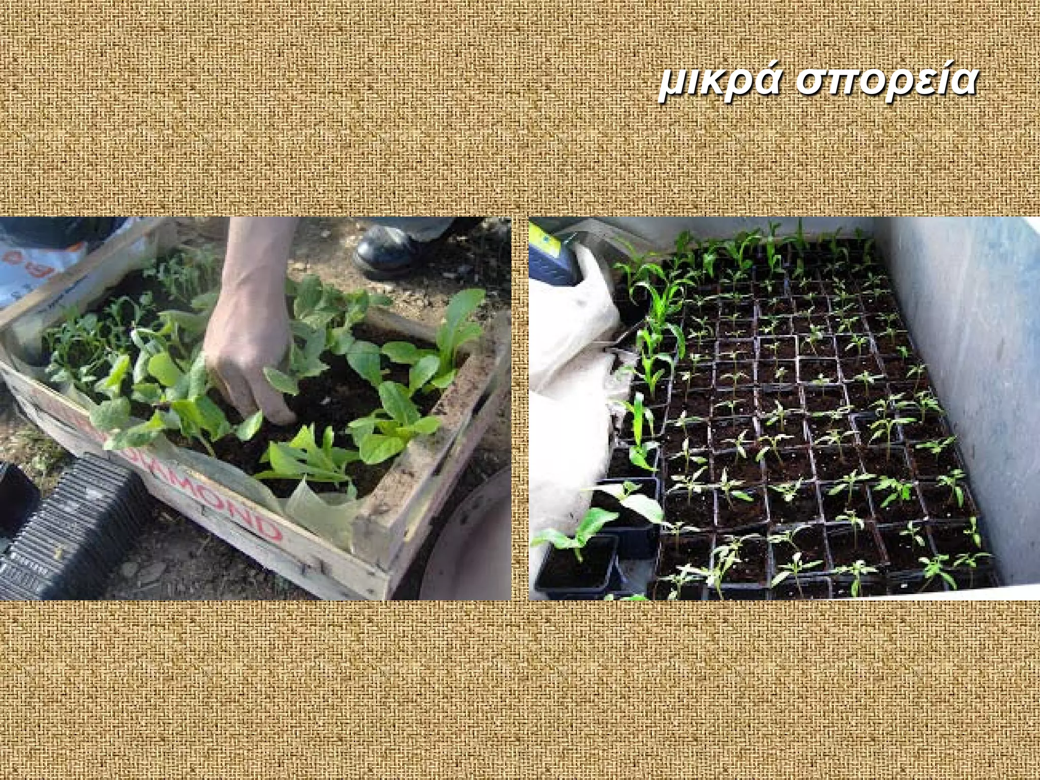 μικρά σπορεία

 