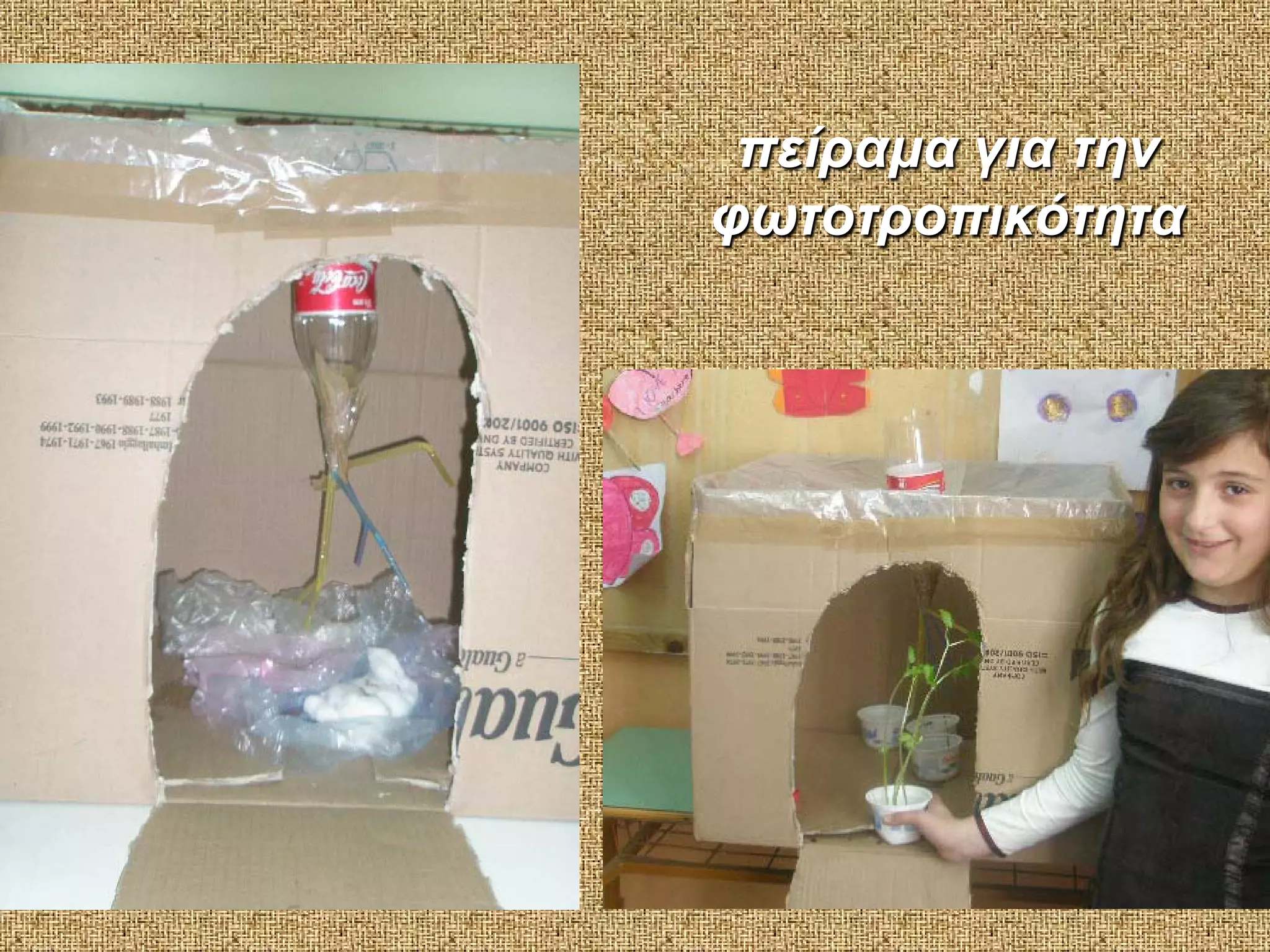 πείραμα για την
φωτοτροπικότητα

 