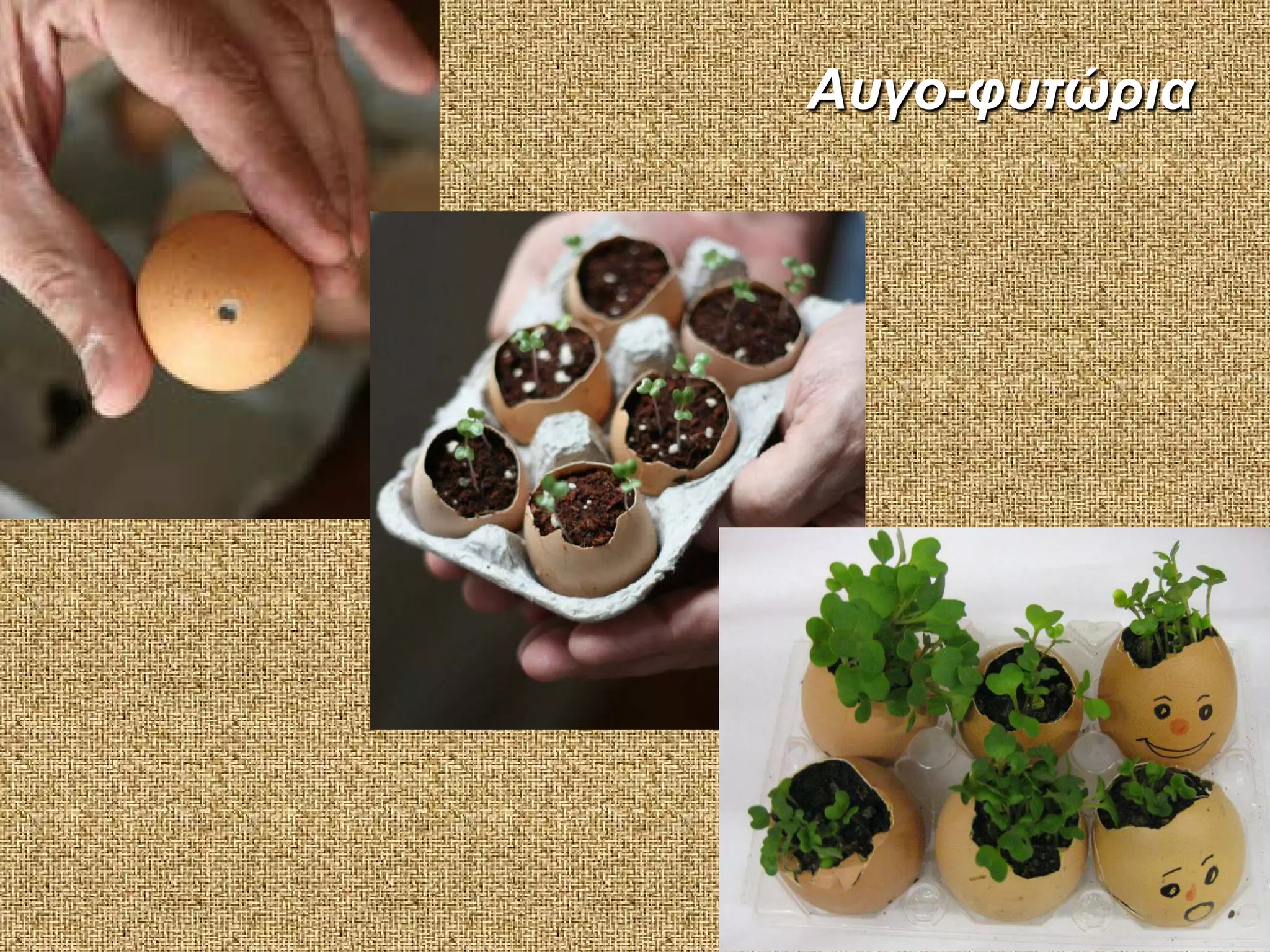 Αυγο-φυτώρια

 
