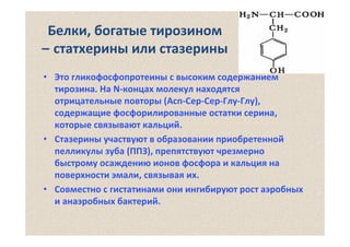 Белки, богатые тирозином
– статхерины или стазерины
• Это гликофосфопротеины с высоким содержанием
тирозина. На N‐концах молекул находятся
отрицательные повторы (Асп‐Сер‐Сер‐Глу‐Глу), 
содержащие фосфорилированные остатки серина, 
которые связывают кальций. 
• Стазерины участвуют в образовании приобретенной
пелликулы зуба (ППЗ), препятствуют чрезмерно
быстрому осаждению ионов фосфора и кальция на
поверхности эмали, связывая их. 
• Совместно с гистатинами они ингибируют рост аэробных
и анаэробных бактерий. 

 