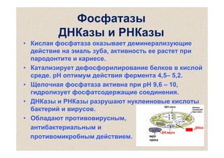 Фосфатазы
ДНКазы и РНКазы
• Кислая фосфатаза оказывает деминерализующие
действие на эмаль зуба, активность ее растет при
пародонтите и кариесе.
• Катализирует дефосфорилирование белков в кислой
среде. рН оптимум действия фермента 4,5– 5,2.
• Щелочная фосфатаза активна при рН 9,6 – 10,
гидролизует фосфатсодержащие соединения.
• ДНКазы и РНКазы разрушают нуклеиновые кислоты
бактерий и вирусов.
• Обладают противовирусным,
антибактериальным и
противомикробным действием.

 