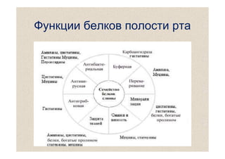 Функции белков полости рта

 