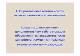 4. Образованные аминокислоты
активно связывают ионы кальция.

Кроме того, они являются
дополнительным субстратом для
обеспечения жизнедеятельности
микроорганизмов и синтеза ими
внеклеточных полисахаридов.

 