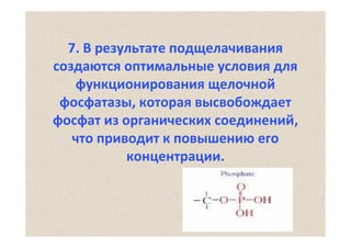 7. В результате подщелачивания
создаются оптимальные условия для
функционирования щелочной
фосфатазы, которая высвобождает
фосфат из органических соединений, 
что приводит к повышению его
концентрации.

 