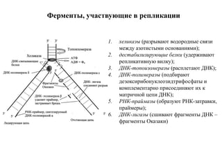 зфф открытый урок днк | PPT