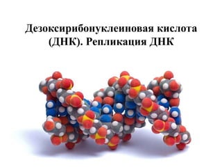 Дезоксирибонуклеиновая кислота
(ДНК). Репликация ДНК

 