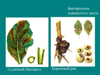 Бактеріальна
плямистість листя

Судинний бактеріоз

Кореневий рак

 
