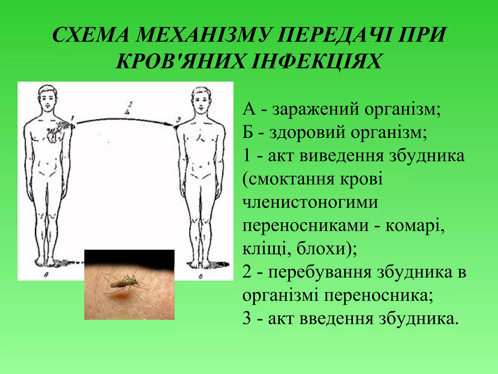 СХЕМА МЕХАНІЗМУ ПЕРЕДАЧІ ПРИ
КРОВ'ЯНИХ ІНФЕКЦІЯХ
А - заражений організм;
Б - здоровий організм;
1 - акт виведення збудника
(смоктання крові
членистоногими
переносниками - комарі,
кліщі, блохи);
2 - перебування збудника в
організмі переносника;
3 - акт введення збудника.

 