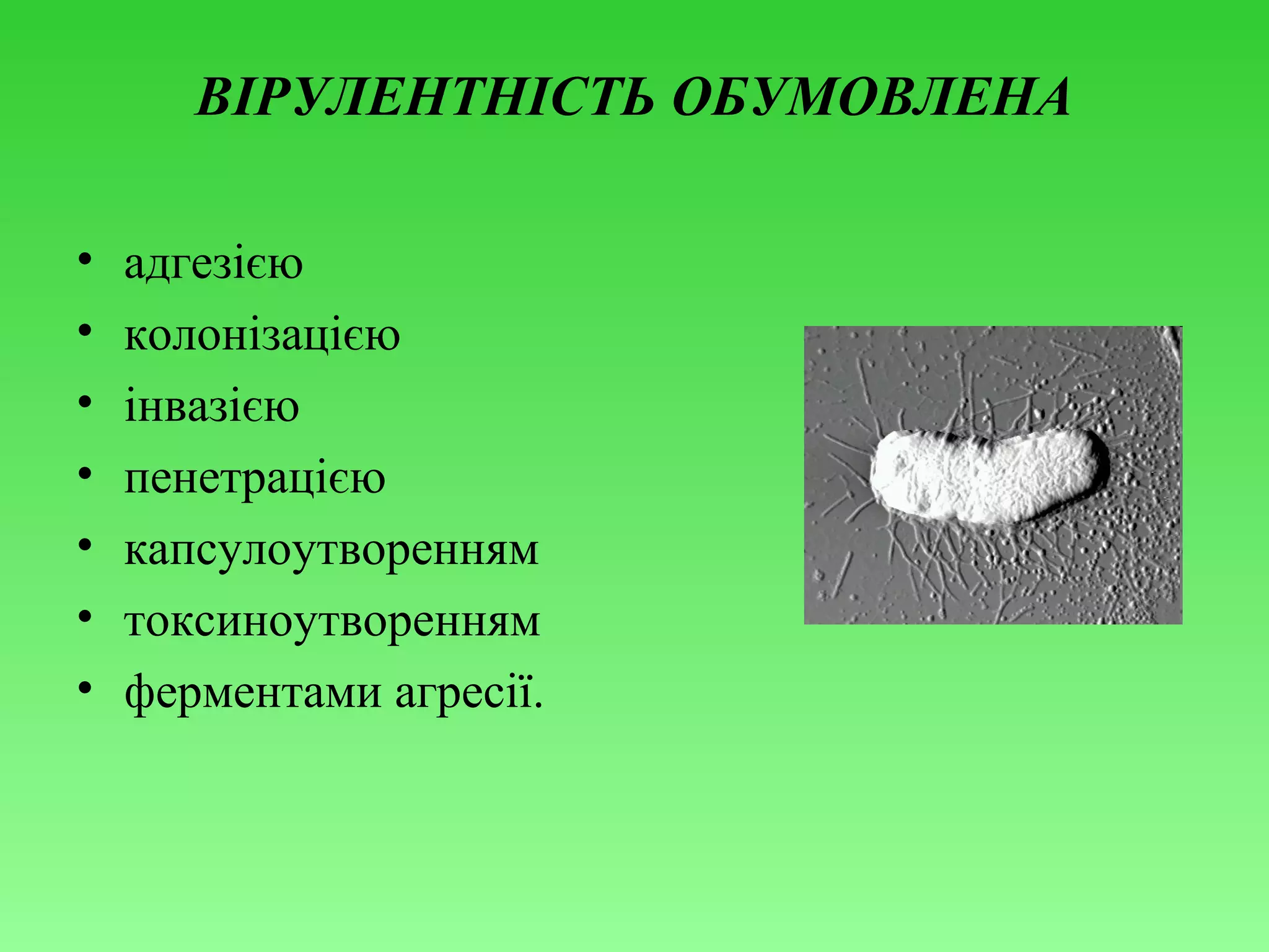 ВІРУЛЕНТНІСТЬ ОБУМОВЛЕНА
•
•
•
•
•
•
•

адгезією
колонізацією
інвазією
пенетрацією
капсулоутворенням
токсиноутворенням
ферментами агресії.

 